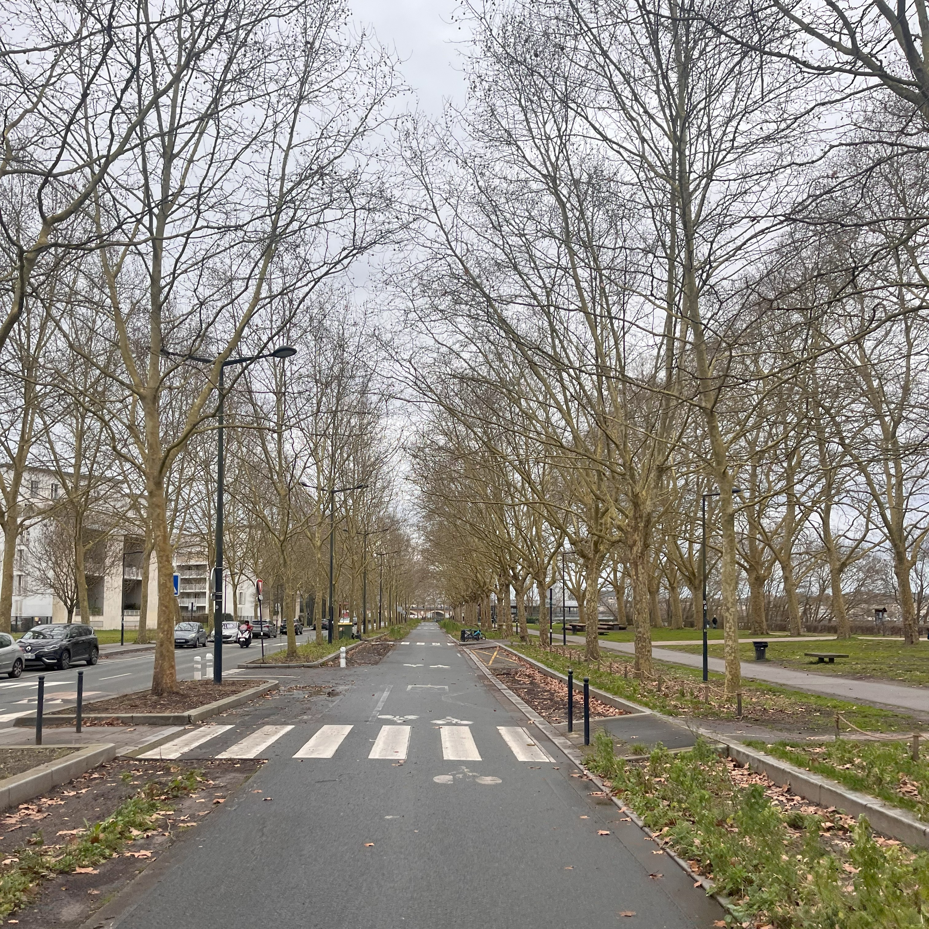 Ciclovia no centro de uma avenida, ladeada por árvores sem folhas, postes de luz e faixas de pedestre, sob um céu cinzento de inverno.